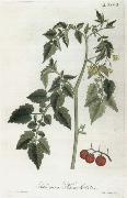 Lycopersicum esculentum